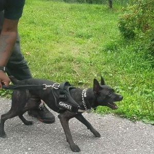 Meet your Posher, Ghost & tommy